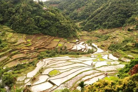 View from the Guihob View Point over rice terraces, fields, paddies, close .. Foto stock