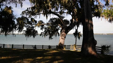 View of the Gulf Water through Palm Trees on Shoreline Stock Footage 170185166