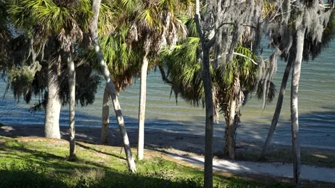 View of the Gulf Water through Palm Trees on Shoreline Stock Footage 170247143