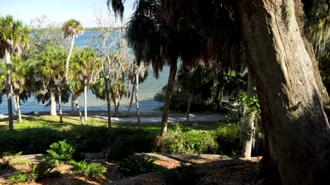 View of the Gulf Water through Palm Trees on Shoreline Stock Footage 170268765