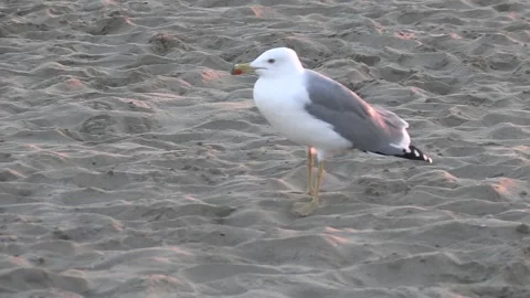 View of a gull on a beach in the evening Stock Footage 250516174