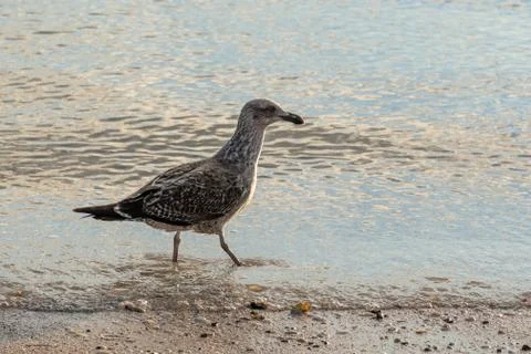 View of gull walking on the beach in sunset light Stock Photos