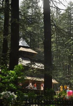 View of Hadimba Devi Temple from among cedar trees  Stock Photos