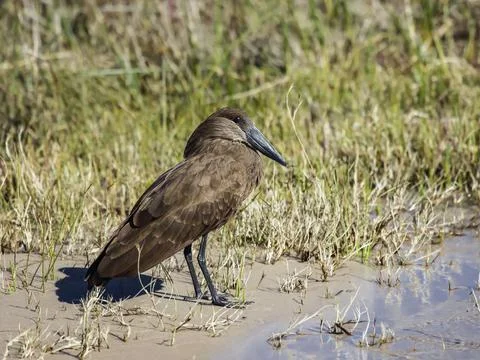 View of hammerhead bird, or shadow bird on sandy riverbank. Stock Photos