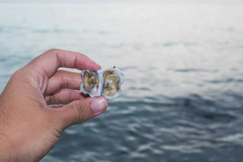 View of the hand in the beach of the summertime with the shell on the young m Stock Photos
