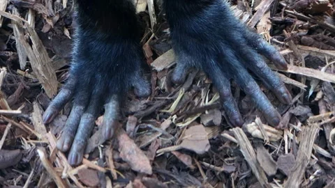 View of the hands of De Brazza's monkey (Cercopithecus prohibitus) Stock Footage 285289941
