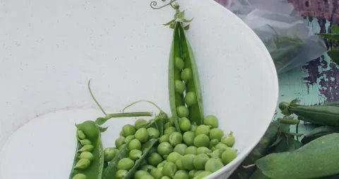 View of hands peeling fresh broad peas from their pods and placing them in a Video stock 153327634