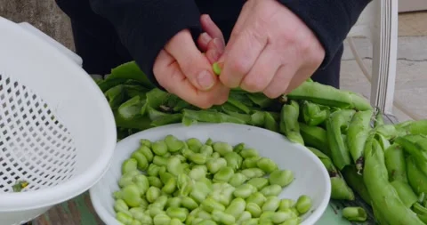 View of hands peeling fresh broad beans from their pods and placing them in a Stock-Footage 153905704