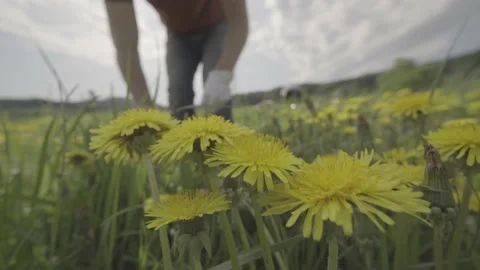 View of hands picking up dandelions in a meadow in Springtime. Stock Footage 130340283