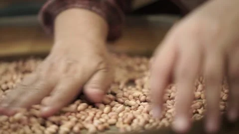 View of hands sorting nuts Stock Footage 259270739