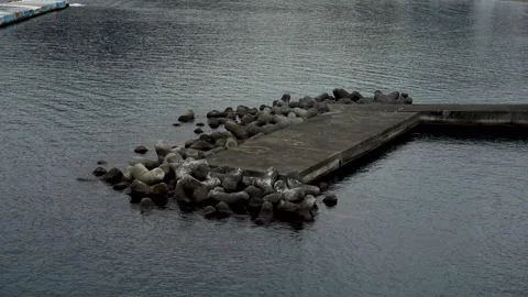 View of the harbor at dusk Stock Footage 260673982