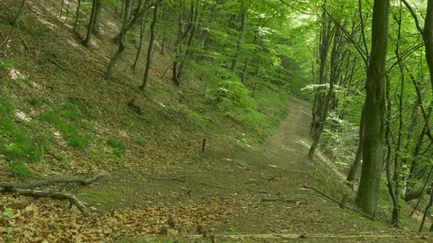 View of Hardwood Forest Stock Footage 77350719