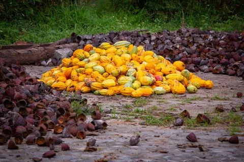 View of harvested and outer shells of the Cacao fruits. in a heap. Stock Photos