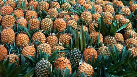 View of harvested pineapples in a dense pile, Bangladesh. Stock Footage 336413348