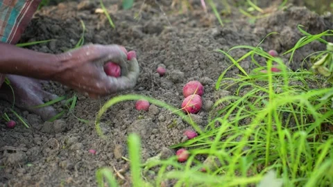 View of harvesting red potatoes from the soil in a field, Bangladesh. 스톡 동영상 334983498