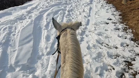 View of the head and ears of a white horse, close-up Video stock 232827356