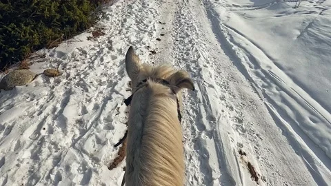 View of the head and ears of a white horse, close-up Video stock 232827509