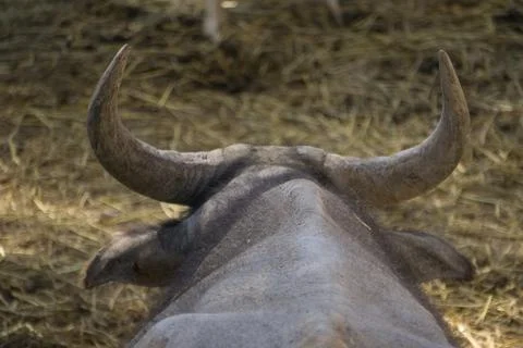 View of the head of a buffalo from behind lying in the field Stock Photos