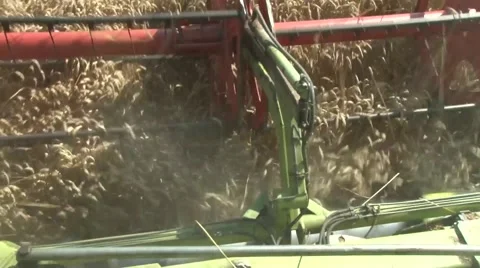 View of the header from the combine cabin Stock Footage 54613399