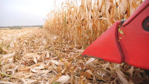 View from header of combine moving through field and gathering corn crop 库存影片 333974057