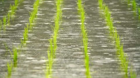 View of heavy rain falling on rice fields during the rainy season. 4K HD 库存影片 336572779