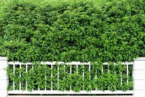 View of the hedge in the form of a solid wall of deciduous shrubs and a low d Stock Photos