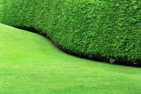 View of the hedge in the form of a undulating continuous wall of thuja and a  Stock Photos
