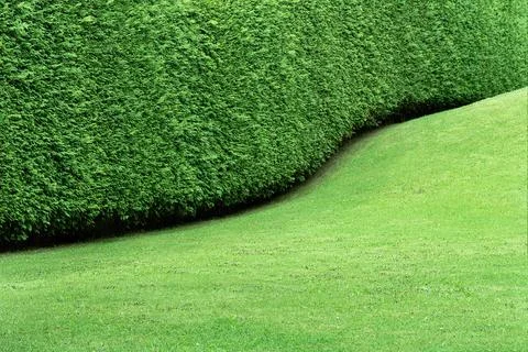 View of the hedge in the form of a undulating continuous wall of thuja and a  Stock Photos