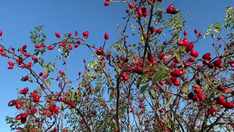 View on the hedge rose without leaves and rose hips in autumn  Stock Footage 155977783