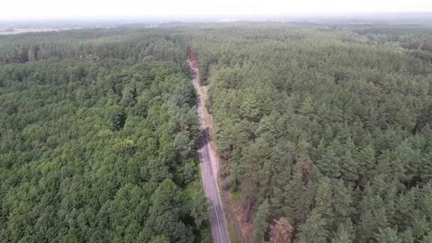 View from a height above a forest road over a pine trees fly Before war in Stock Footage 238864986