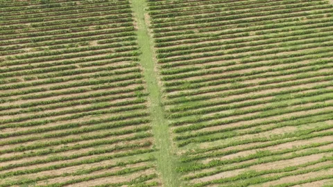 A view from a height to the agronomic field Stock Footage 153026790