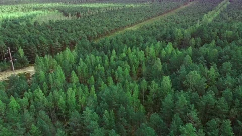 View from the height of a beautiful green forest. Stock Footage 143583150