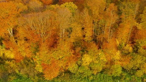 View from the height on a bright autumn forest Stock Footage 133718440