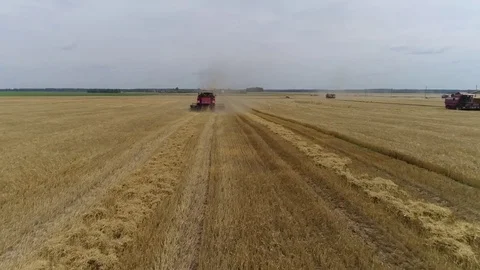 View from a height, a combine harvester harvests wheat in a field. Harvesting in Video stock 79820718
