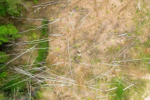 View from a height of a cut down forest, felling and cleaning the forest Foto stock