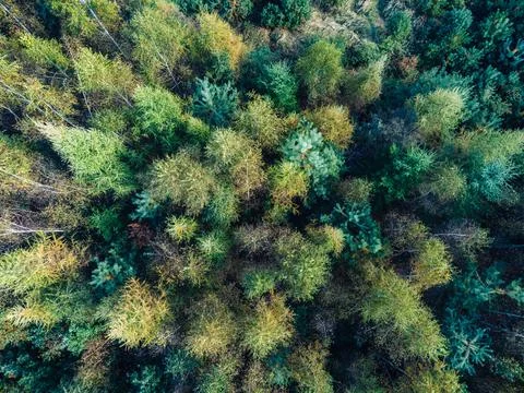 View from a height down on the autumn forest. Beautiful green autumn colors o Foto stock