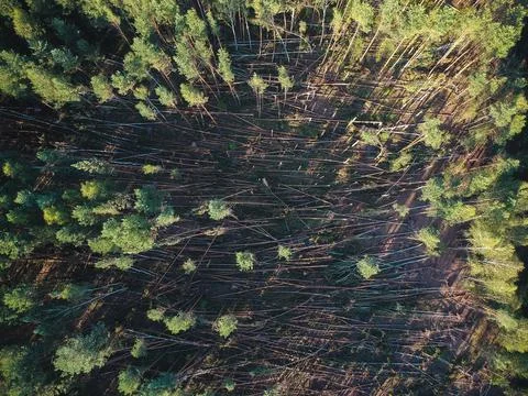 A view from a height of a fallen forest after a hurricane in Russia Stock Photos