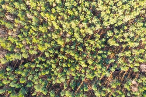View from a height of the forest. Forest ecosystem and healthy environment co Stock Photos