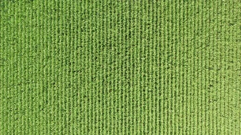 View from a height of a green-corn field, moving away from the field Stock Footage 225665603