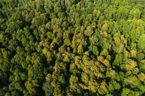 View from the height of the green deciduous forest. Stock Photos