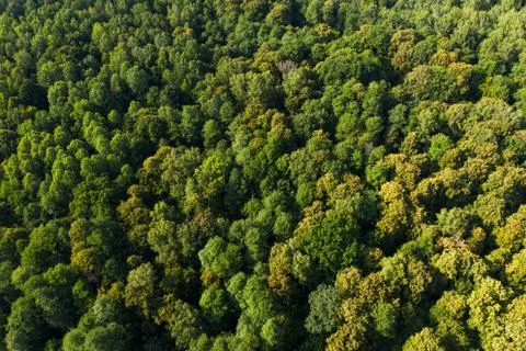 View from the height of the green deciduous forest. Stock Photos