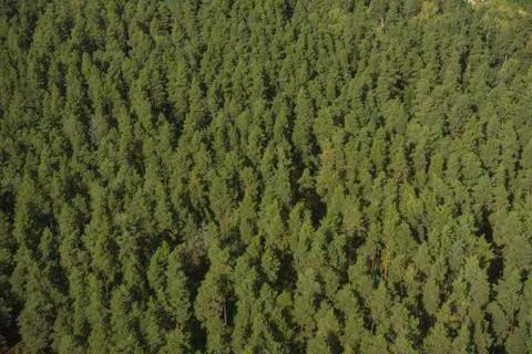 View from the height of the green forest. Stock Photos