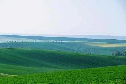 View from a height of hilly planted fields. A light fog covered the fields and Stock Photos