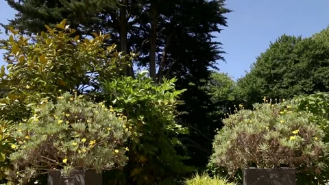 View up to the height of a Monterey Cyprus tree Stock Footage 153268875