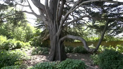 View up to the height of a Monterey Cyprus tree Stock Footage 153268884