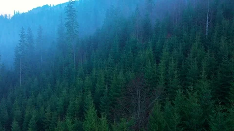 View from the height of mountains covered with coniferous forest and morning fog Stock Footage 99341340