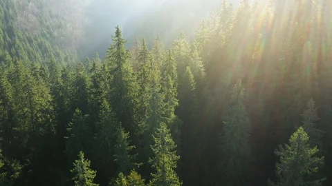 View from the height of mountains covered with coniferous forest and morning fog Video stock 103944137
