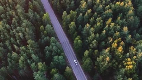 View from the height of a passing white car among the green pine forest Stock Footage 146453404