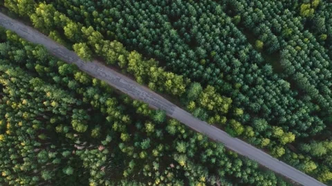 View from the height of the paved road in the green pine forest Stock Footage 146453440