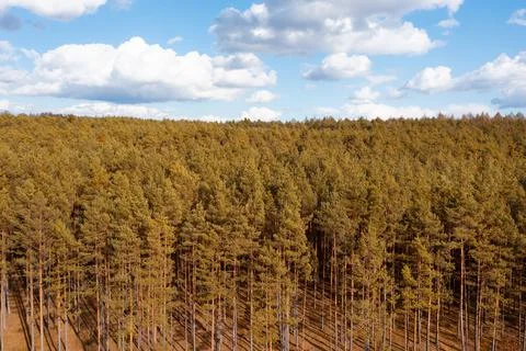 View from a height of the red forest Stock Photos